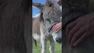 Lindsey the Donkey Gets Gentle Chiropractic Adjustment from Dr. Doug the Animal Cracker!