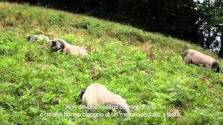 Liberi nella foresta. Il Presidio Slow Food del maiale basco del Kintoa