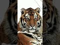 Амурский тигр: Хозяин Тайги