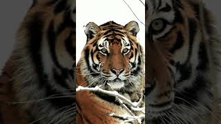 Амурский Тигр: Хозяин Тайги 😉 #Природа #Животные #Тигр