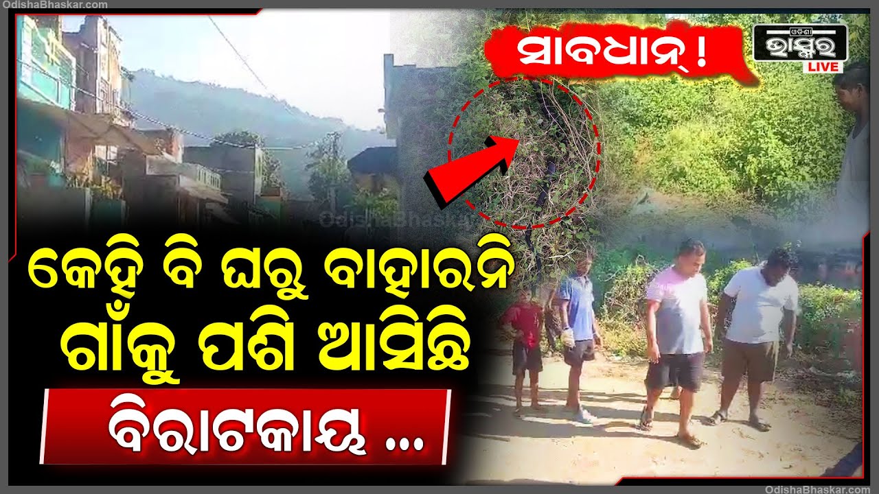 ସାବଧାନ୍ ! ଘରୁ କେହି ବି ବାହାରନ୍ତୁନି ... ନଈ ପଠାରେ ବୁଲୁଛି ବିରାଟକାୟ...ଗୋଟା ଗିଳିଦେବ
