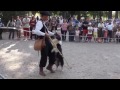 4 Border Collies pastoreando patos!