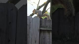 12 28 2025 Squirrel Eating Peanut Video8