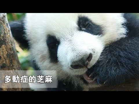 《熊貓主題趴》多動症的芝麻——飼養員小姐姐都對它沒辦法 | iPanda