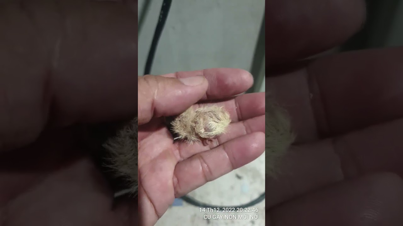 Nuôi cu gáy con mới nở, những điều cần lưu ý.