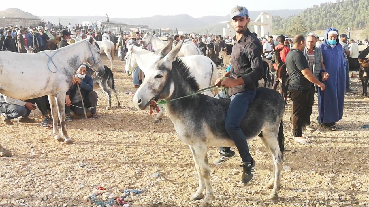 أزرو🐴أشهر سوق حمير وبغال 2021/08/17 إقليم إفران