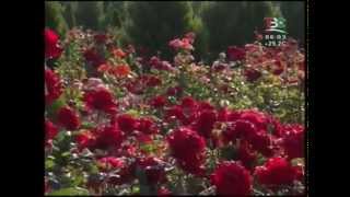 Tv Safina - Tv Tajikistan, Startup Телевизиони Сафина