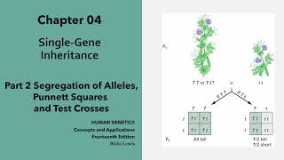 Chapter 4 Mendelian Genetics Video Part 2 Segregation, Punnett and Test Cross