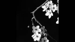 Free Nemzzz X Kidwild X Hoodtrap Type Beat Stray