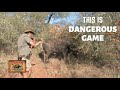 Greatest cape buffalo charges ever recorded johan hermann safaris lion huntelephant hunt