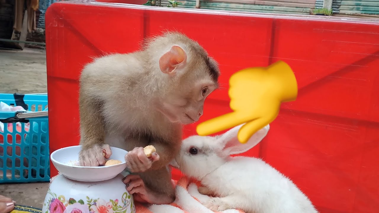 Rabbit eat urine pants mr zhask... #monkey #animals #monkeyvideo #viral ...