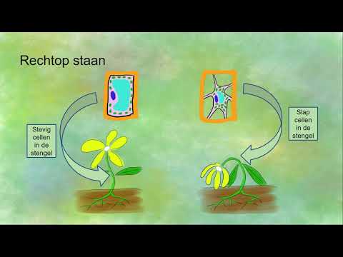 Video: Hoe verschillen plantaardige en dierlijke cellen van structuur?