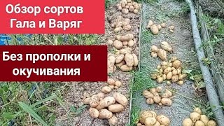 Обзор картофеля сорта Варяг и Гала. Картофель без окучивания.