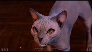 Speaking with a cat | His Majesty | Baldur's Gate 3 screenshot 5