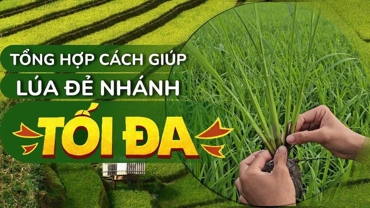 CNN || TỔNG HỢP NHỮNG CÁCH GIÚP LÚA ĐẺ NHÁNH TỐI ĐA
