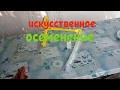 Искусственное осеменение свиноматок (с обручом)