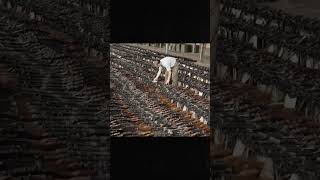 Rows upon rows of Bren light machine gun line the floor of a factory in Toronto during the 1940s.🪖⚙️