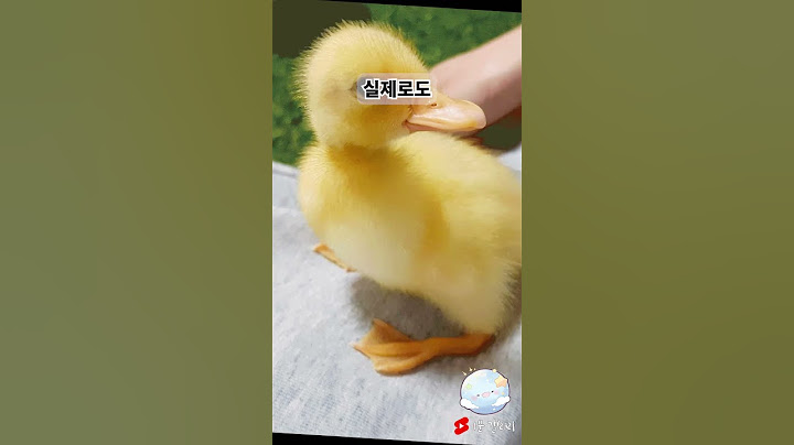 고라파덕 90마리가 당근마켓에 올라온 이유