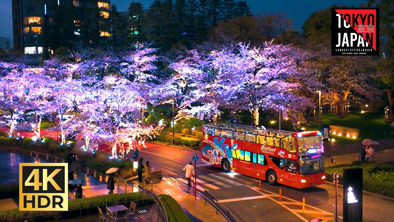[ Tokyo | Japan🇯🇵 ] Cherry blossoms in Tokyo Midtown Roppongi on March 29th | 東京ミッドタウン六本木の桜開花状況 3/29