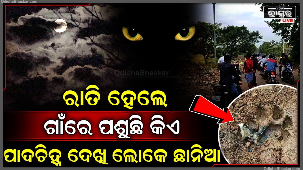 ରାତି ହେଲେ ଗାଁ ଭିତରକୁ ପଶି ଆସୁଛନ୍ତି କିଏ, ରାସ୍ତାରେ ପଡିଥିବା ପାଦ ଚିହ୍ନ ଦେଖି ଲୋକେ ପୁରା ଛାନିଆ...