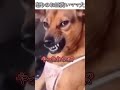 犬のおもしろ動画にツッコミどころ満載なアフレコしてみた#463【家事】【ハプニング映像】#shorts #アフレコ #面白動画