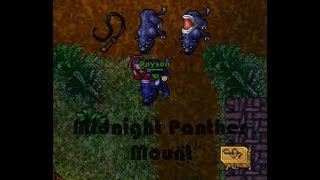 Tibia - Midnight Panther #12 (Jak złapać Mounta)