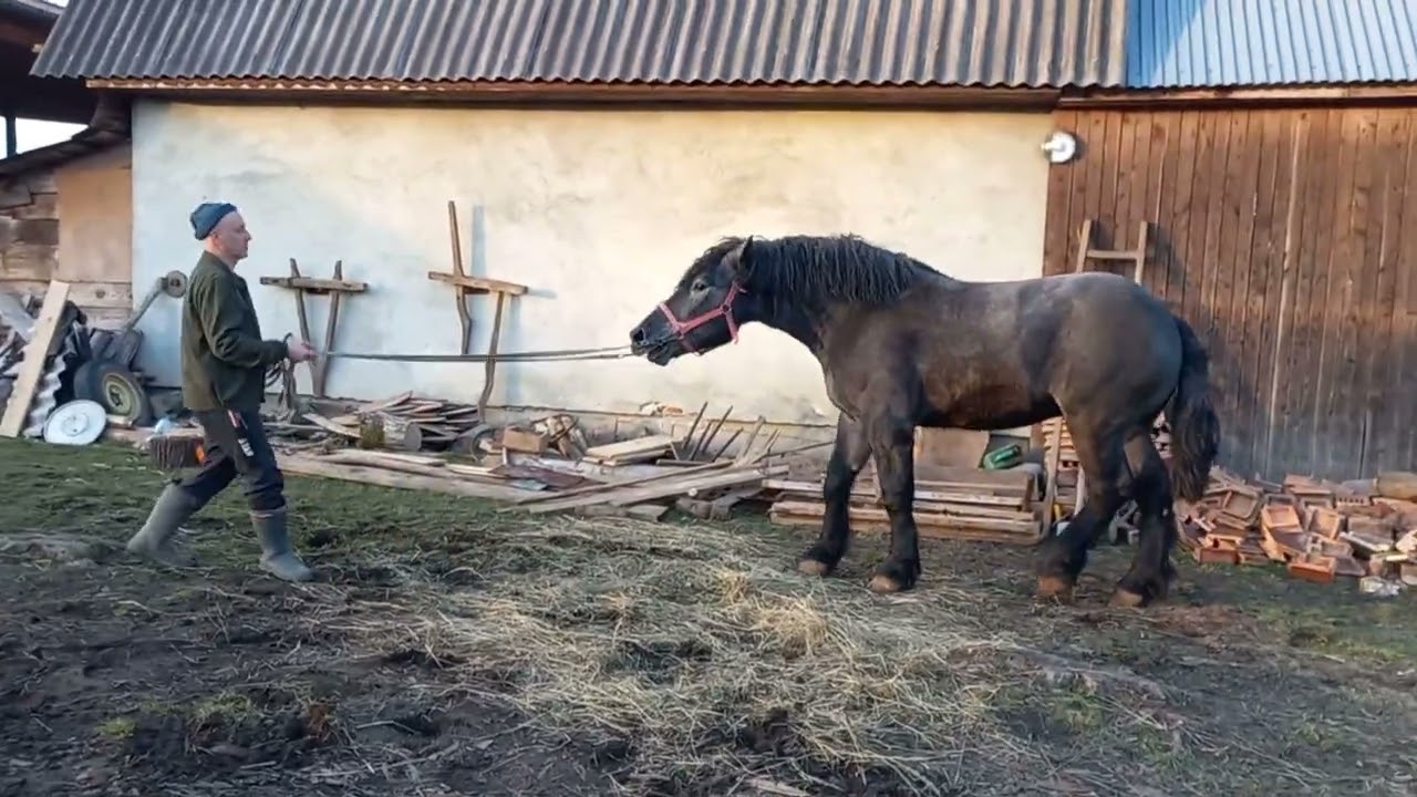 Жеребець першерон Tauron - бомба в Дрогобицькому районі.