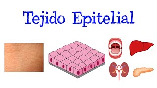 💥 ¿Qué es el Tejido Epitelial? Tipos 💥 Clasificación [Fácil y Rápido] | BIOLOGÍA |