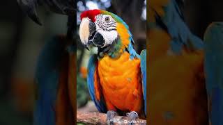 Conheça A Incrível Arara-Canindé