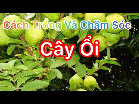 Video: Siberian Pea Tree - Thông tin chăm sóc và trồng cây đậu