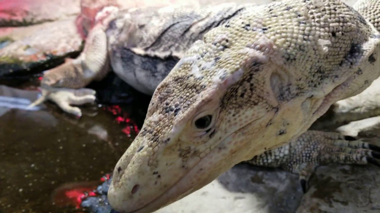 feeding all my pets 2019 Hungry Giant Lizard Training