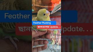 Feather Plucking ছানা গুলো এখন বড় হয়ে গিয়েছে #funlybirds #featherplucking