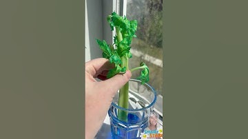 Celery Color Change Science Experiment! | Capillary Action for Kids