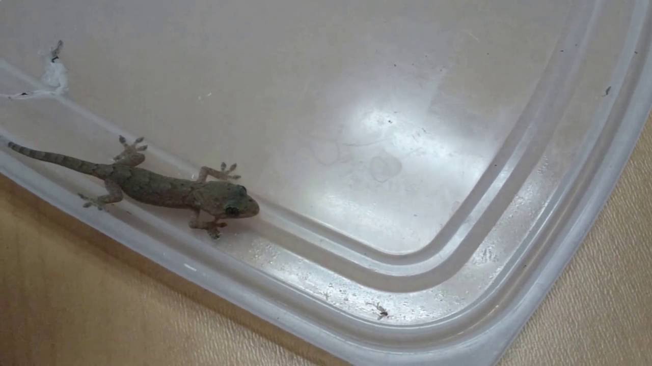 ヤモリの子供 Youtube