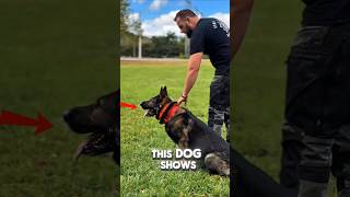 Absolute Impulse Control In Professional K9 Training #shorts #viralcontent #amazing