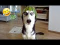 Unexpected Laugh with these Funny Dogs - Best Funniest Dog Videos of The Year