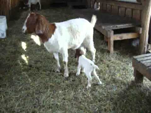 mother goat sounds mother goat sounds
