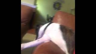 Download Dog Sulking After Not Getting An Ice Pop. Hilarious! Video MP3 Dog Sulking After Not Getting An Ice Pop. Hilarious!
