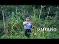 Tomatoes-30多個番茄制成3種美味：番茄魚 | 番茄炒蛋 | 糖拌番茄 | Lizhangliu Channel