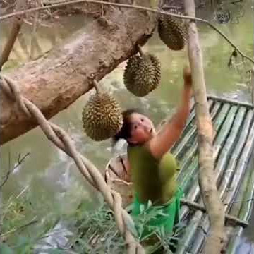 DUREN MAKAN DUREN | STORY WA TERBARU 2021