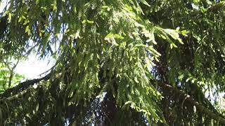 Picea orientalis 'Aureospicata' smrk východní