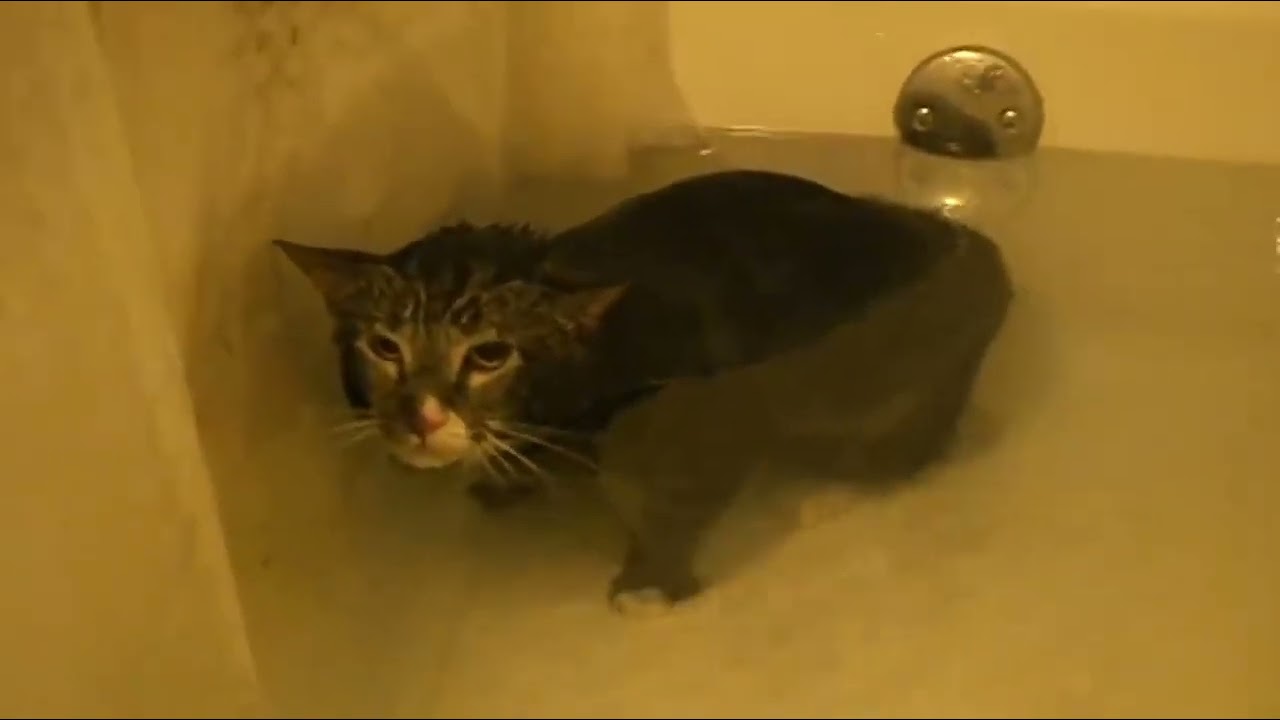 Cat Mlem Underwater [ ORIGINAL VIDEO ]