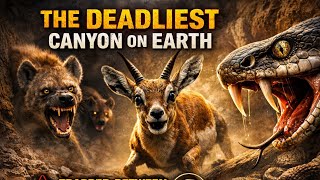 The Deadliest Canyon On Earth Gazelle Vs Snake Pit