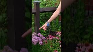 Plant Alliums For Happy Bees