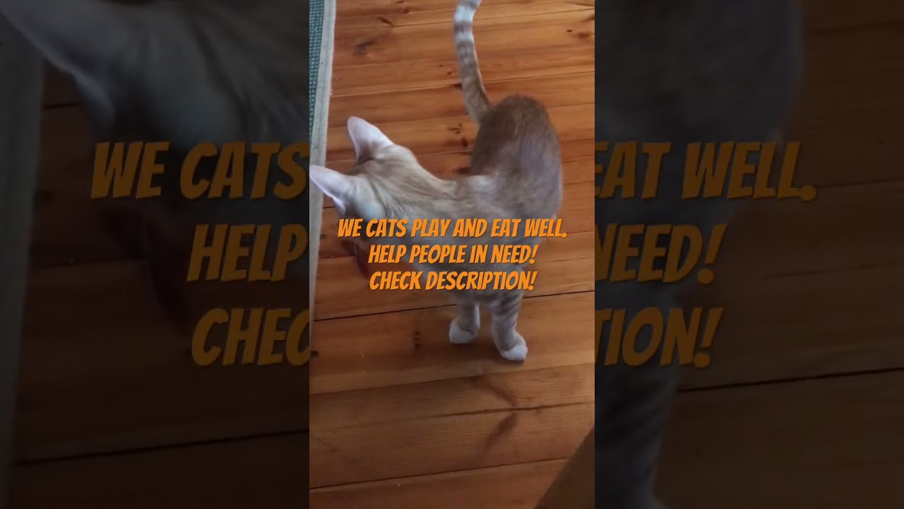 We cats play and eat and want to help people in need 