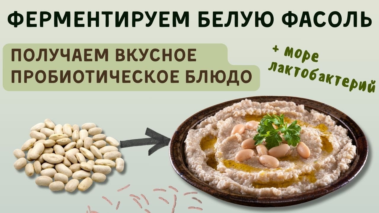 Ферментация фасоли с помощью лактобактерий.