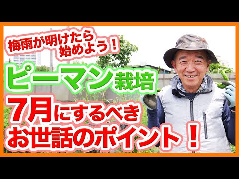 7月のピーマン栽培、収穫を増やす5つの簡単なお手入れ