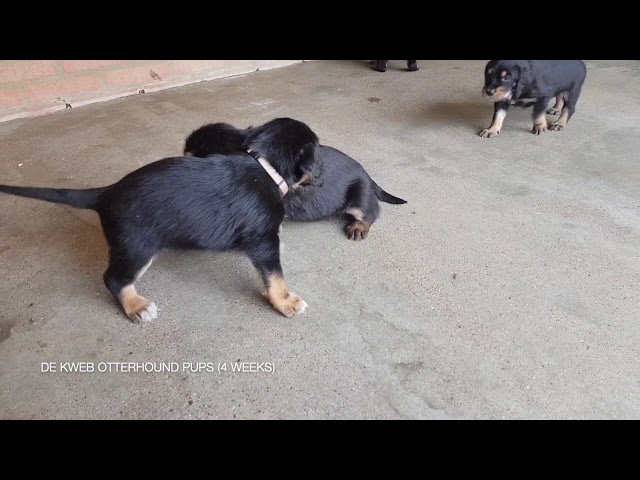 De Kweb Otterhound pups (4 weeks)