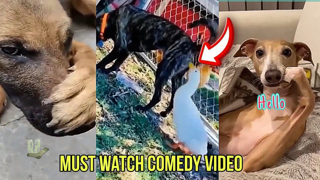 Funny Animal Video You can't stopped laugh 🤣 | Laugh with Fun.animal ...