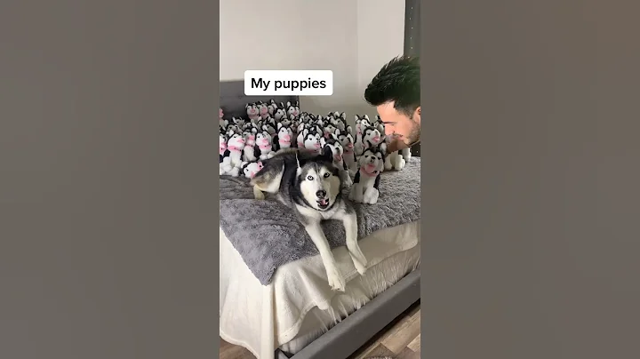 Surprising My Husky with 100 Puppies!